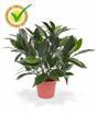 Plante artificielle Laurier droit 35 cm