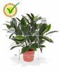 Plante artificielle Laurier droit 35 cm