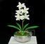Plante artificielle Orchidea Cymbidium crème 50 cm
