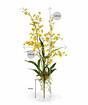 Plante artificielle Orchidea Oncídium 80 cm