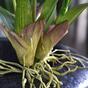 Plante artificielle Orchidea Oncídium 80 cm