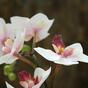 Plante artificielle Orchidée rose 50 cm