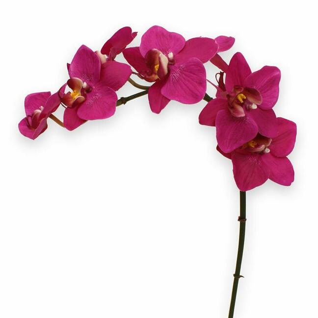 Plante artificielle Orchidée violette 80 cm