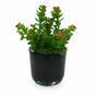 Plante artificielle Orpin 18 cm