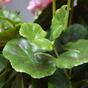 Plante artificielle Pakost rose 40 cm