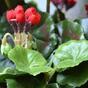 Plante artificielle Pakost rouge 40 cm