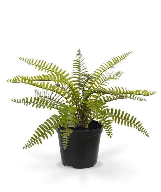 Plante artificielle Spleenwort 35 cm