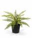 Plante artificielle Spleenwort 35 cm
