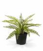 Plante artificielle Spleenwort 35 cm