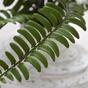 Plante artificielle Spleenwort 35 cm