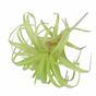 Plante artificielle Tillandsia 14 cm