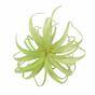 Plante artificielle Tillandsia 14 cm