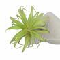 Plante artificielle Tillandsia 14 cm