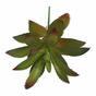 Succulente artificielle Aeonium Arboreum 14 cm