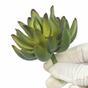 Succulente artificielle Echeveria verte 10 cm