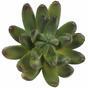Succulente artificielle Echeveria verte 10 cm
