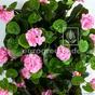 Vrille artificielle Géranium rose 70 cm