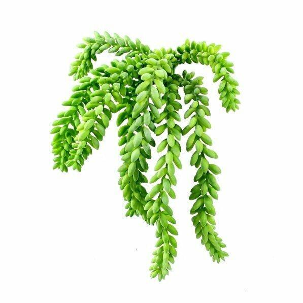 Vrille artificielle Morganov Orpin 25 cm