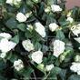 Vrille artificielle Rose blanc 70 cm